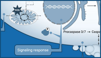 host-cell-tile-middle
