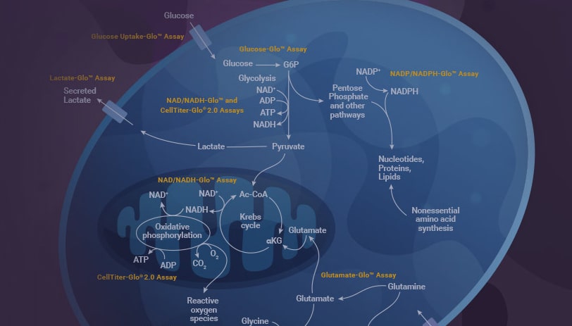 3d-liver-spheroids-and-tools-for-metabolic-studies-min