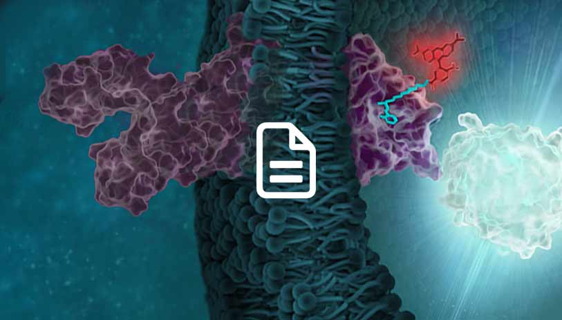 kinase-target-engagment