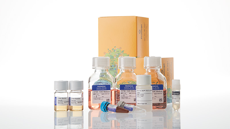 ja1611-raji-ldh-hibit-cd19-ko-tck-bioassay-korea