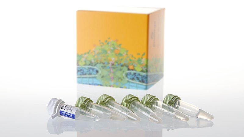 L1001_JM109 Competent Cells_3