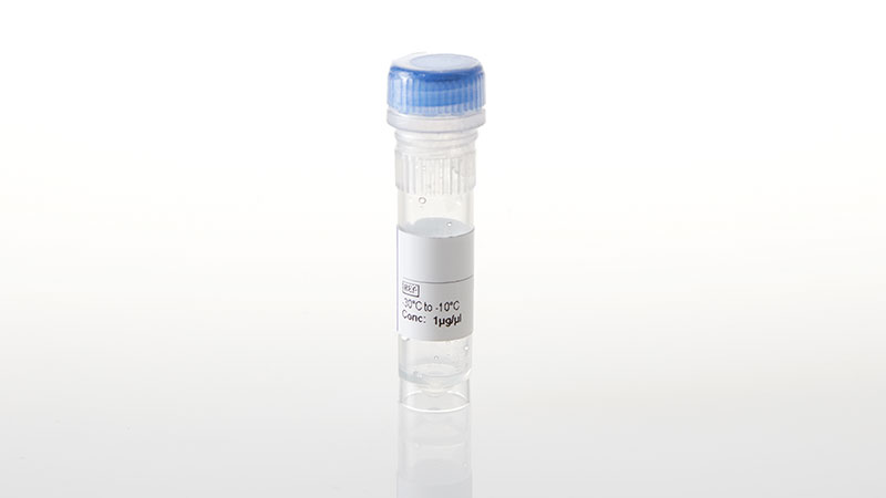 NV2481_BRAF-V600E--NanoLuc-
