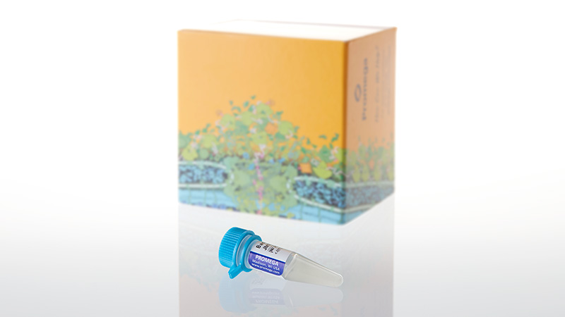 P9801_Bacterial Strain JM109_DE3