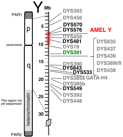 Relative positions of 23 Y-STR loci available in the PowerPlex® Y23 System.