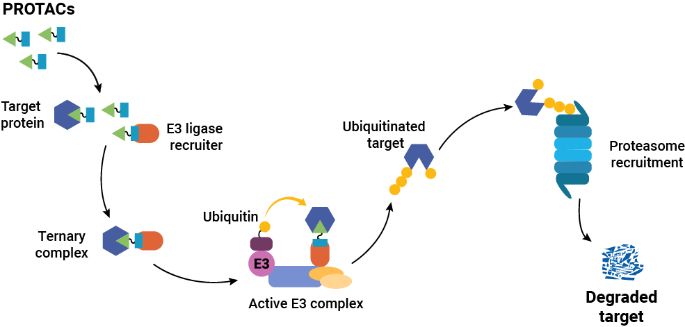 protein-02-2