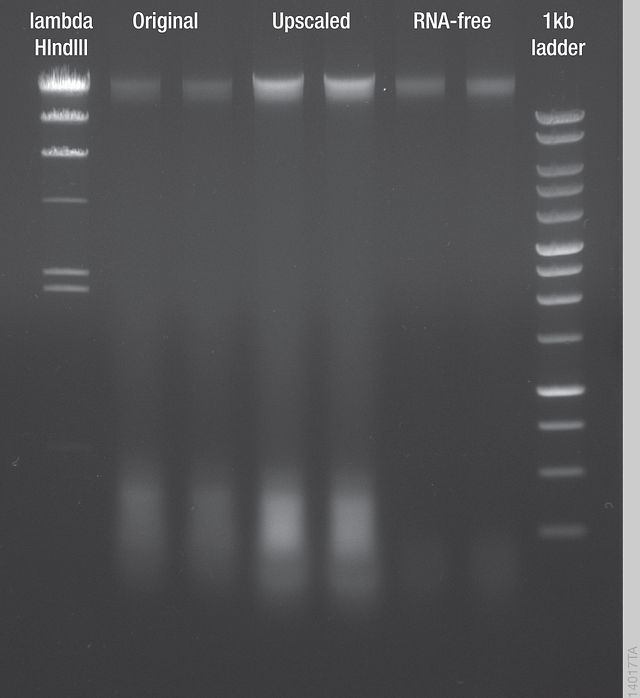 Comparison of DNA Extraction Methods.
