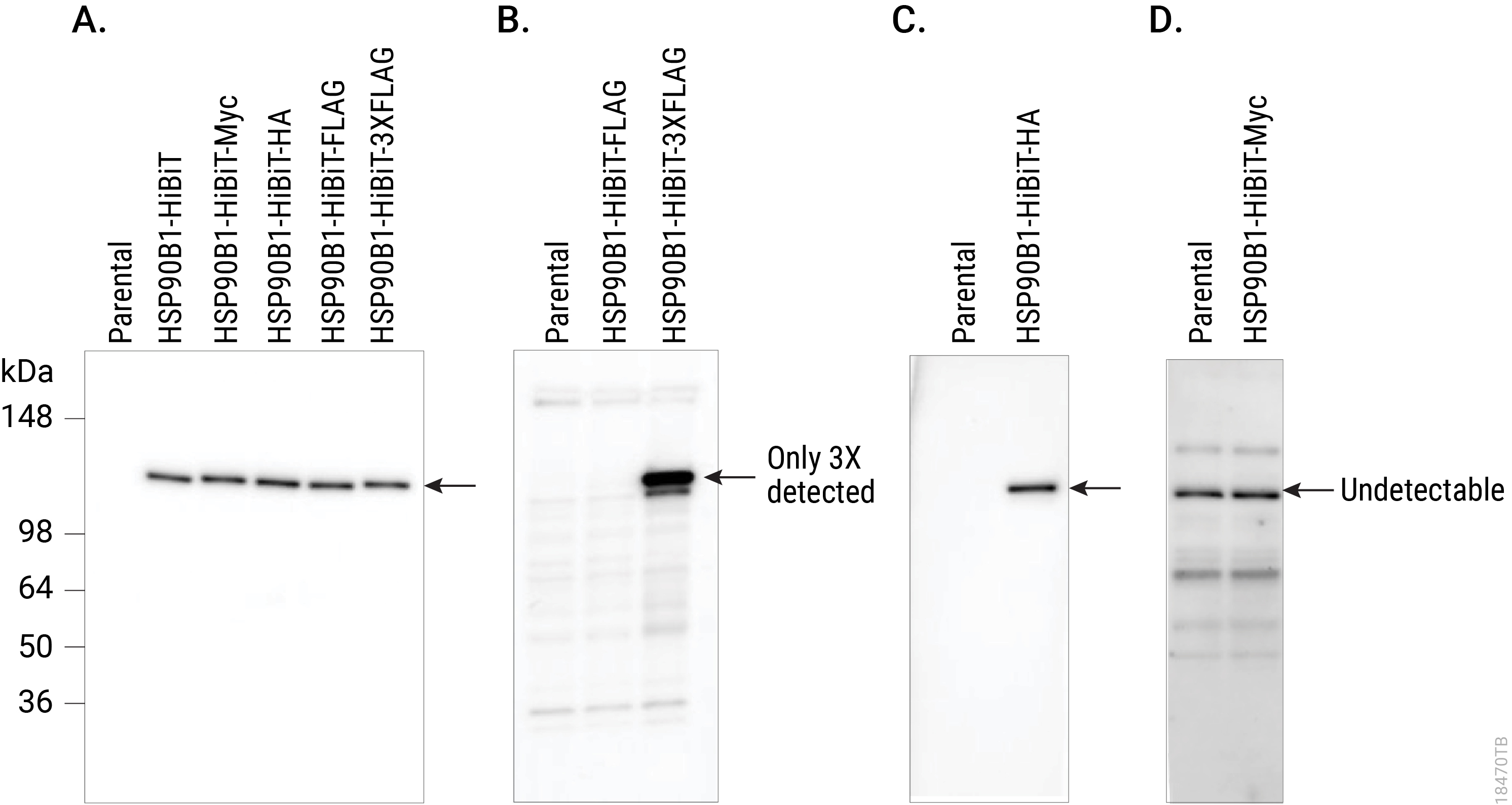 Anti-HiBiT mAb comparison to other epitope tags 18470tb
