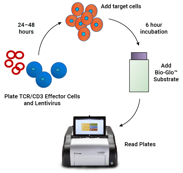 lenti-CAR bioassay workflow