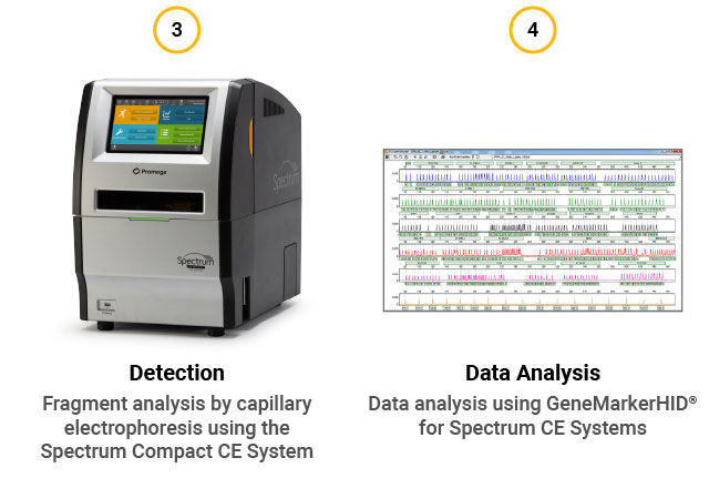 str assay workflow part 2