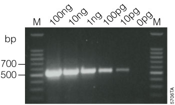 Amplification of 540bp beta-actin fragment by two-step RT-PCR using ImProm-II Reverse Transcription System and 50 microliters GoTaq Green Master Mix.