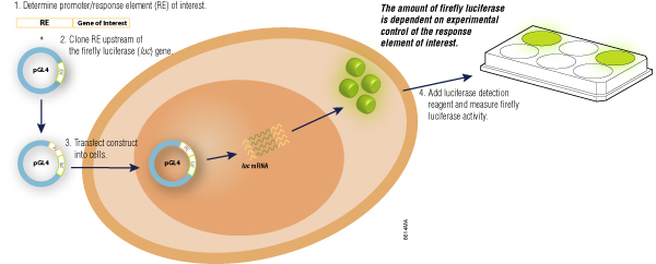Overview of reporter gene transfection, expression in the cell and reporter assay.