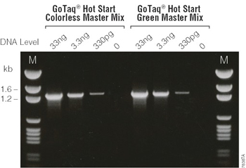 Detection of a beta-globin fragment from human genomic DNA using GoTaq Hot Start Green Master Mix or GoTaq Hot Start Colorless Master Mix.
