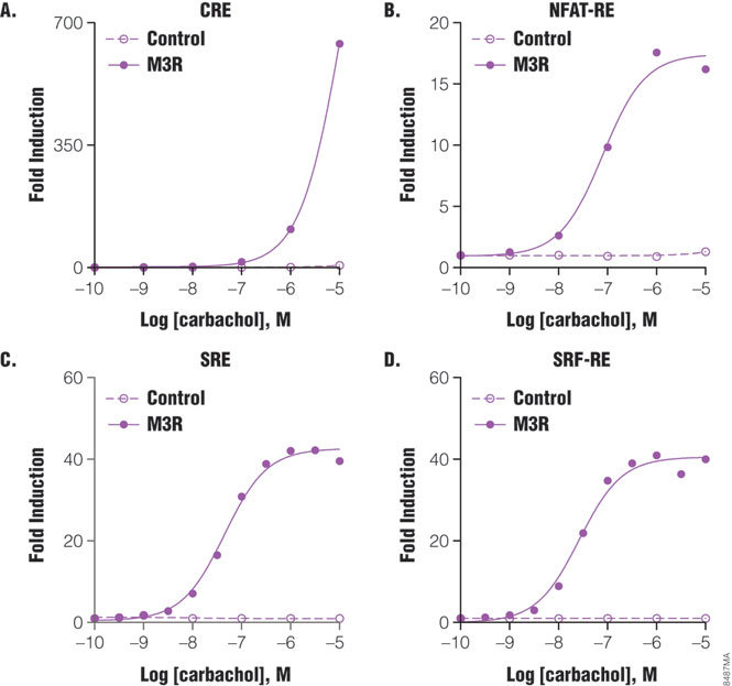 Profiling of G protein activation by m3 muscarinic receptor.