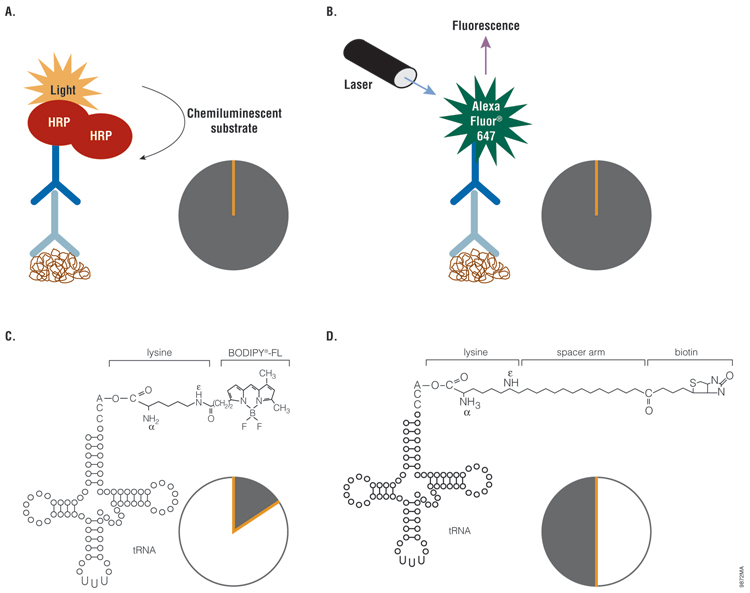 Four-panel diagram that shows non-radioactive detection methods like Western blotting and biotin-labeled Transcend tRNA for cell-free protein expression.