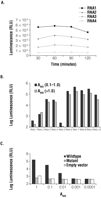 Figure 2. Optimization of the Beta-Glo Assay System in Saccharomyces cerevisiae.