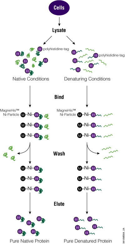 Purifying His Tagged Proteins under Native and Denaturing Conditions