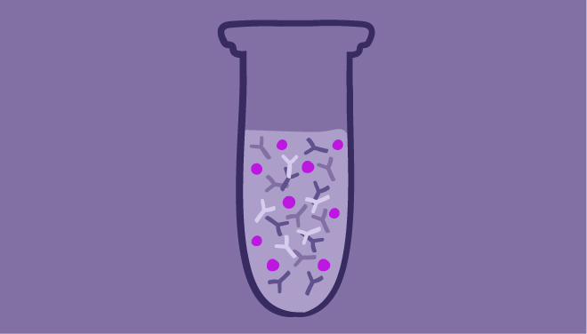 How are Antibodies Purified?